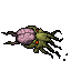 Brain Squid