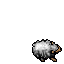 Evil Sheep