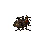 Mycobiontic Beetle